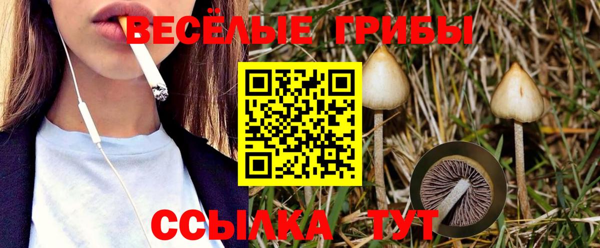 Галлюциногенные грибы Psilocybe  Вход с VPN  Ахтубинск  Галлюциногенные грибы прущие грибы 